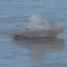 photo of Greater Moon Jelly (Aurelia labiata)