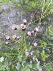 Erigeron acris kamtschaticus