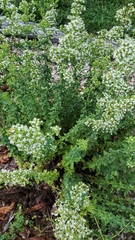 Origanum onites