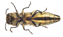 Agrilus graminis