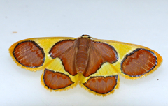 Plutodes cyclaria