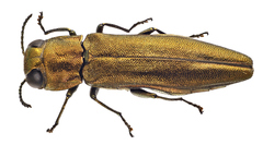 Agrilus graminis