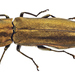 Agrilus graminis - Photo (c) Gilles San Martin, some rights reserved (CC BY-SA), uploaded by Gilles San Martin