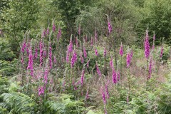 Digitalis purpurea