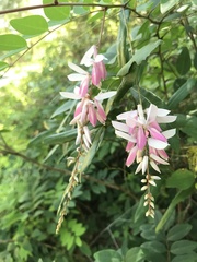 Indigofera decora