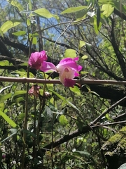 Bletia macristhmochila