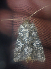 Hadena variolata
