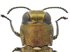 Agrilus graminis