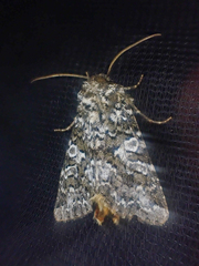 Hadena variolata
