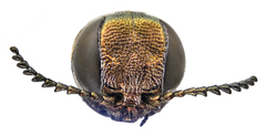 Agrilus graminis