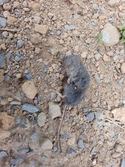 Sorex cinereus