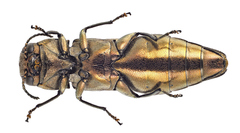 Agrilus graminis
