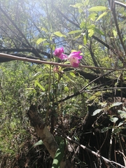 Bletia macristhmochila