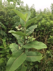 Asclepias syriaca