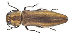 Agrilus graminis