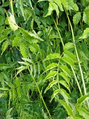 Podranea ricasoliana