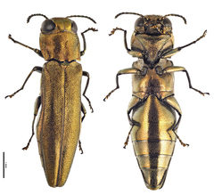 Agrilus graminis