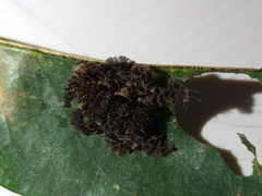 Phobetron hipparchia