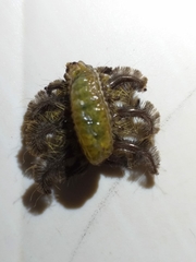 Phobetron hipparchia