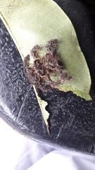 Phobetron hipparchia