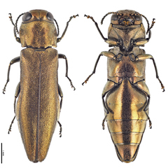 Agrilus graminis