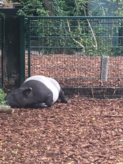 Tapirus indicus