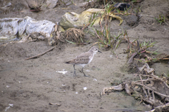 Calidris pusilla