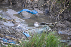 Calidris pusilla