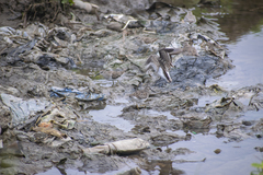 Calidris minutilla