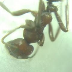 Polyergus rufescens