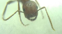 Polyergus rufescens