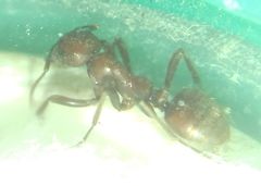Polyergus rufescens