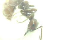 Polyergus rufescens