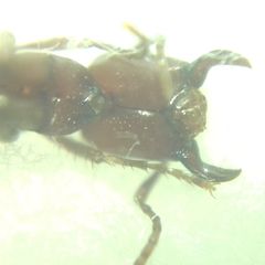 Polyergus rufescens