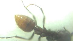 Polyergus rufescens
