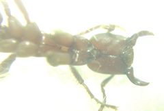 Polyergus rufescens