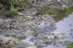Calidris pusilla