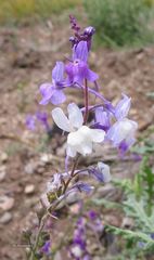 Linaria elegans