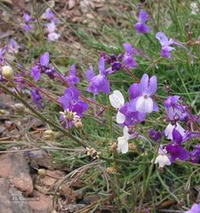Linaria elegans