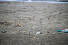 Charadrius semipalmatus