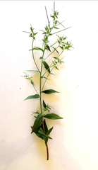 Epilobium adenocaulon