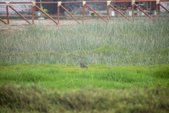 Nycticorax nycticorax