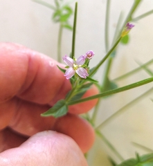 Epilobium adenocaulon