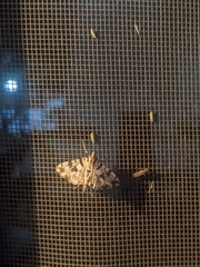 Conchylodes salamisalis