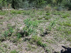 Baptisia nuttalliana