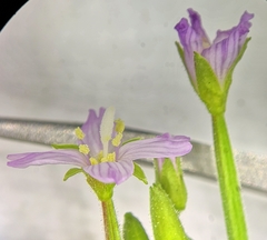 Epilobium adenocaulon