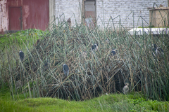 Nycticorax nycticorax