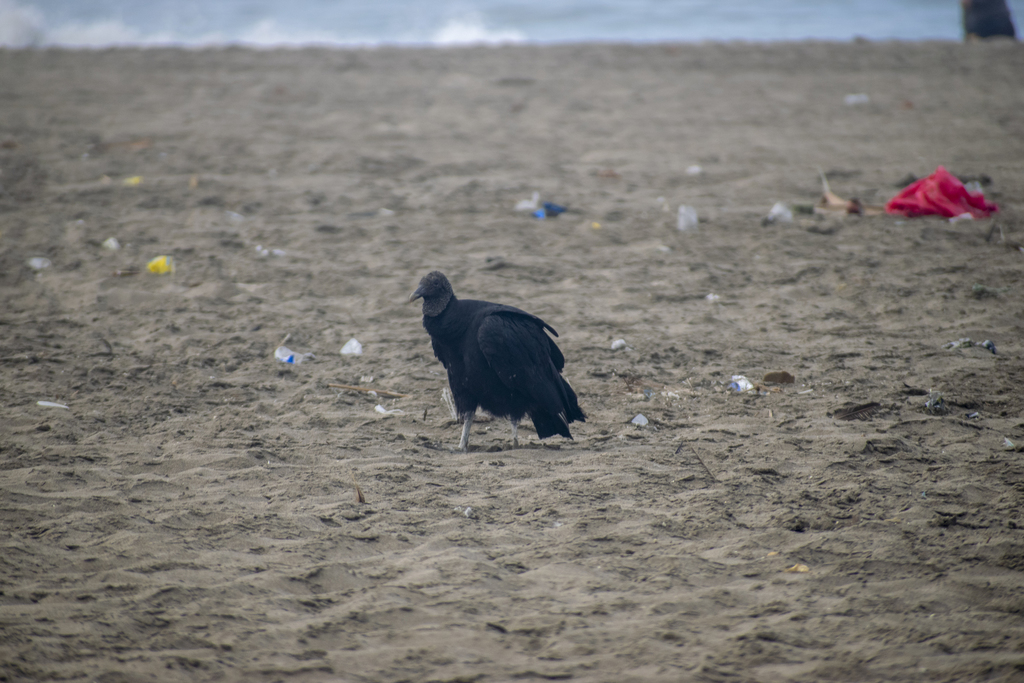 Central American Black Vulture