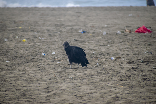 Central American Black Vulture