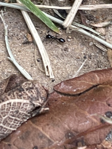 photo of Little Black Ant (Monomorium minimum)